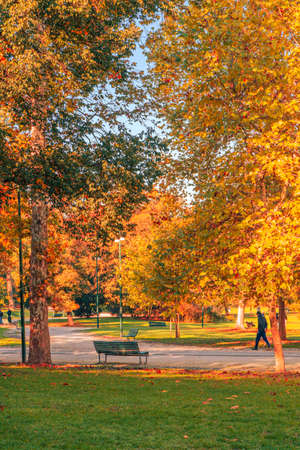 A vertical shot of a bench in a park surrounded by trees with yellow leavesの写真素材