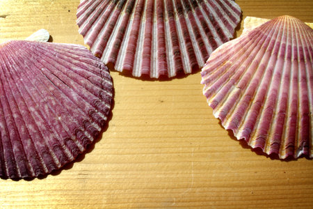 Shellの写真素材