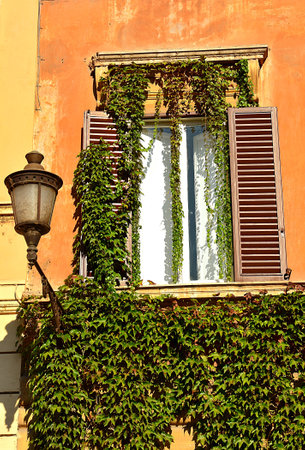 The house and the ivyの写真素材