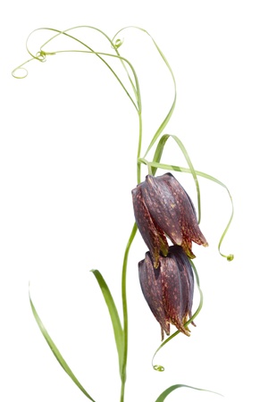 Spring wild flower Fritillaria Ussuriensis(Liliaceae) isolated on a white. It grows in the Primorskiy Kray. Russia.の写真素材