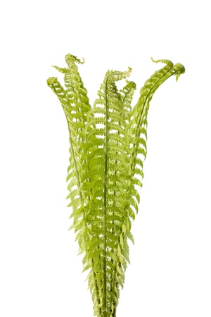 Wild forest fern isolated on a white. Spring. It grows in Primorsky Krai. Russia.の写真素材
