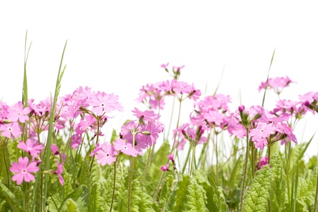 Wild forest primula and grass isolated on white. Solar lighting. Spring.の写真素材