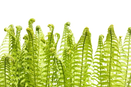 Leaves of wild young fern isolated on white. Solar lighting. Spring.の写真素材