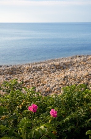 Sea coast in the early morning. In the foreground of wild rose.の写真素材