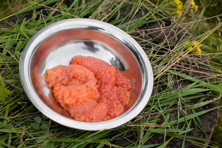 Fresh red salmon hard roe (skein) in a metal bowl on the grass. Preparation of red caviar in the food in the place of salmon (pink salmon) fishing.の写真素材