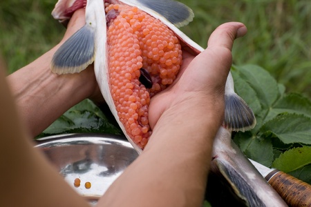 Cooking Salmon (Pink Salmon) and red caviar for food (sushi, sashimi) in field conditions.の写真素材