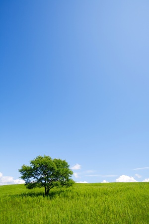Lonely tree in foothills.の写真素材