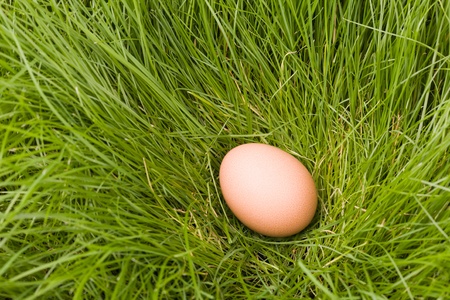 Easter egg lays among a natural grass.の写真素材