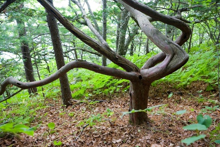 Japanese yew twigs repeating their Japanese character - a harmony. Petrova island. State Nature...