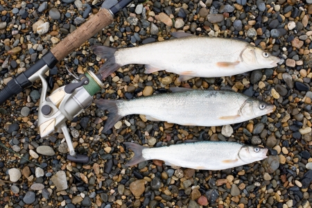Marine Far eastern dace and spinning on pebble.の写真素材