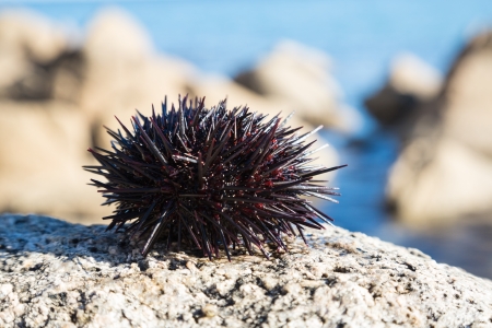 Live sea urchin lie on a rock by the sea.の写真素材