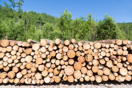 Stacks of logs at a forest logging site on a sunny day.の写真素材