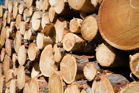 Freshly chopped tree logs stacked up on top of each other.の写真素材