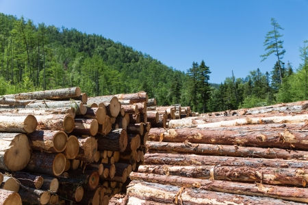 Stacks of logs at a forest logging site on a sunny day.の写真素材