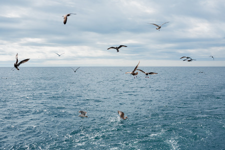 Seagulls fly over the sea on a summer day. Sea of Japan.の写真素材