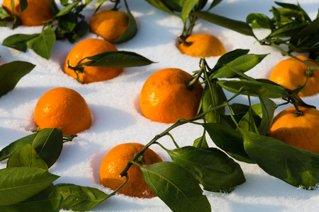 Fresh tangerines lie on the snow. Tangerine is a symbol of the Chinese New Year.の写真素材