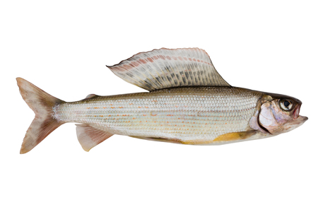Arctic grayling medium size isolated on a white backgroundの写真素材