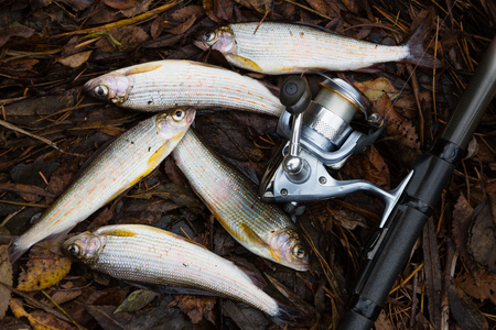 Caught grayling and rod lying on the autumn leavesの写真素材