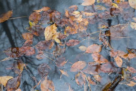 Autumn leaves and pine needles floating in a pool of forestの写真素材