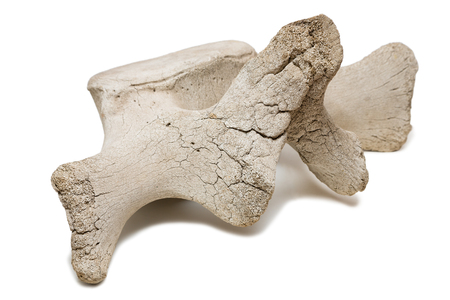Vertebra whale skeleton inhabits about 100 thousand years ago. Found at the bottom of the lake in the city of Nakhodka, Primorsky Krai, Russia. Dimensions 800 mm to 550 mm.の写真素材