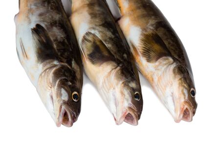 Freshly caught sea fish Arabesque greenling bass, Commercial fish is found in the seas of the Far East. Isolation on a white background.の写真素材