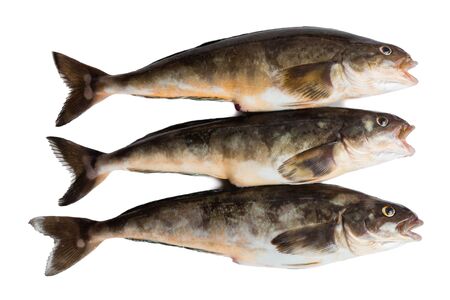 Freshly caught sea fish Arabesque greenling bass , 34 cm long. Commercial fish is found in the seas of the Far East. Isolation on a white background.の写真素材