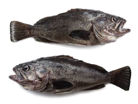 Freshly caught sea fishes Hildendorf bass, 37 cm long, is found in the seas of the Far East. Isolation on a white background.の写真素材