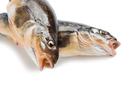 Freshly caught sea fish Arabesque greenling bass, Commercial fish is found in the seas of the Far East. Isolation on a white background.の写真素材