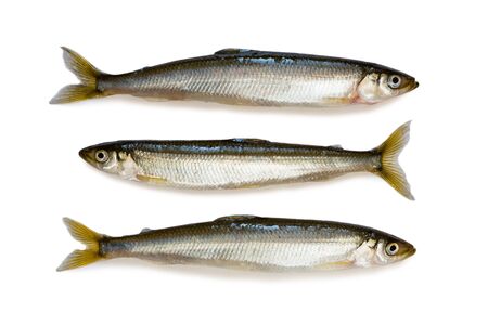 Sea Shishamo smelt fish isolated on a white background, length 20 centimetersの写真素材