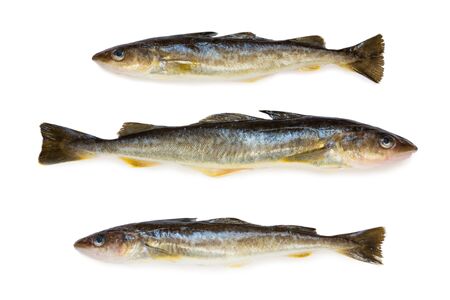 Saffron cod marine fish, length 35 centimeters. It lives in the seas of the Far East. Isolation on a white background.の写真素材