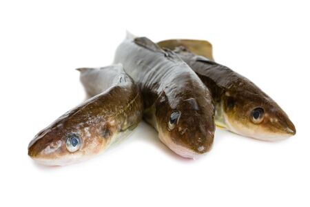 Saffron cod marine fish, length 35 centimeters. It lives in the seas of the Far East. Isolation on a white background.の写真素材