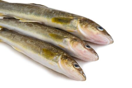 Saffron cod marine fish, length 35 centimeters. It lives in the seas of the Far East. Isolation on a white background.の写真素材