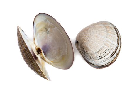 Shell of a bivalve mollusk of a gerbil Spisula sachalinensis. Isolated on white.の写真素材