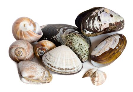 Mollusk marine shells isolated on white backgroundの写真素材
