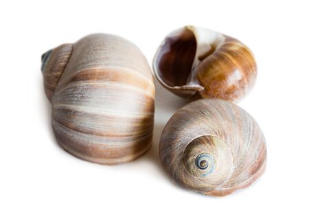 Shell of gastropod mollusk Cryptonatica janthostoma, Tectonatica Deshayes, lives in the Sea of Japan. Isolated on white.の写真素材