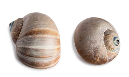 Shell of gastropod mollusk Cryptonatica janthostoma, Tectonatica Deshayes, lives in the Sea of Japan. Isolated on white.の写真素材