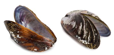 Bivalve mollusk shells of mussel Mytilus edulis. Isolated on white.の写真素材