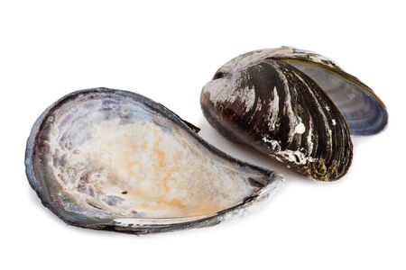 Bivalve mollusk shells of mussel Mytilus edulis. Isolated on white.の写真素材
