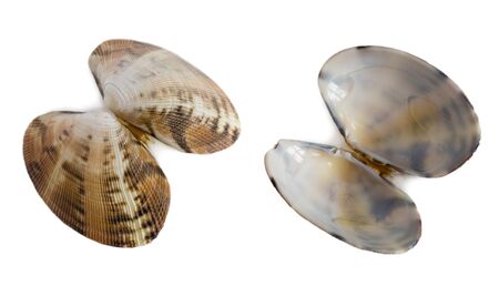 Anadara inaequivalvis bivalve mollusk shells, 40 mm. Isolated on white.の写真素材