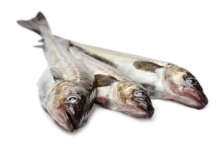 Freshly caught alaska pollock fish isolated on whiteの写真素材