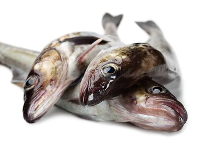 Fresh alaska pollock fish isolated on whiteの写真素材