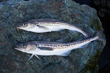 Freshly caught fish Alaska pollock on a stoneの写真素材