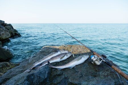 Caught pollock fish and fishing rod on a background of a sea landscapeの写真素材