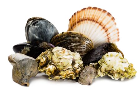 Live freshly caught sea mollusks isolated on whiteの写真素材