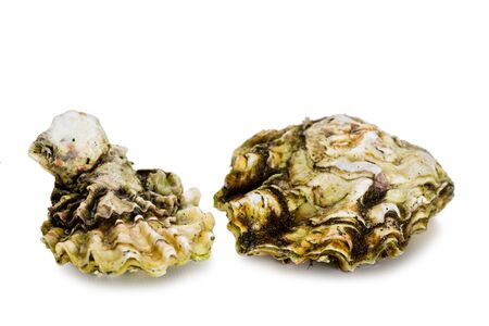 Live freshly caught oysters isolated on white backgroundの写真素材