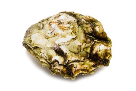 Live freshly caught oyster isolated on white backgroundの写真素材
