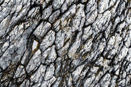 Background with natural stone rocks by the seaの写真素材