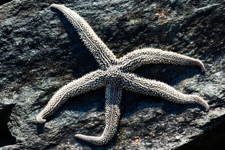 Large living starfish lies on a stoneの写真素材