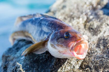 Freshly caught sea fish Arabesque greenling bass perch 