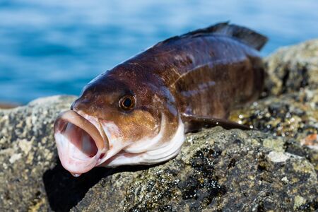 Freshly caught sea fish Arabesque greenling bass perchの写真素材